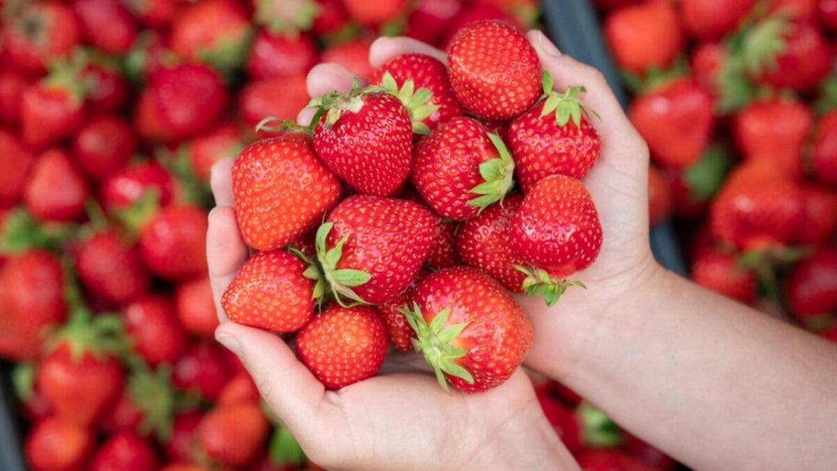 How to Harvest Fresh, Mouthwatering Strawberries in 10 Easy Steps - strawberry ss2385549901