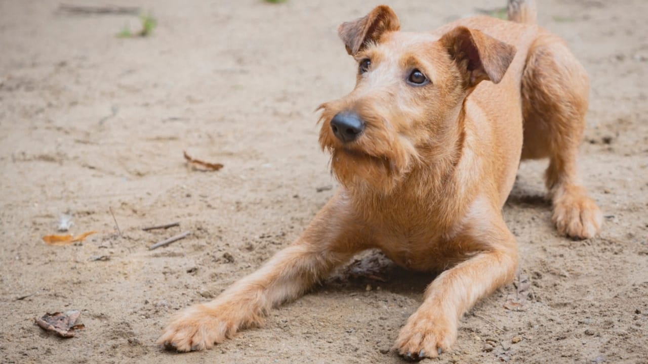 10 Irish Terrier Facts That Will Make You Fall in Love with Them 10 10 Irish Terrier Facts That Will Make You Fall in Love with Them - stubborn irish terrier ss2523944485