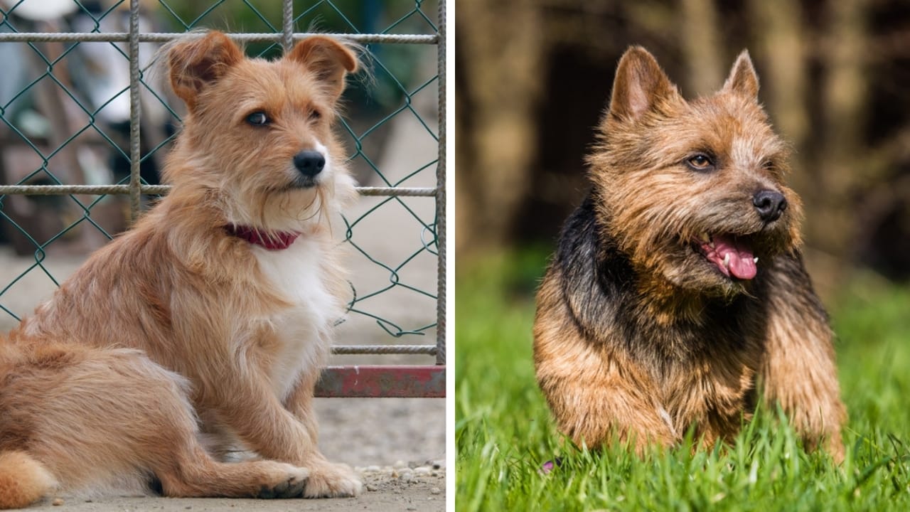 Norfolk & Norwich Terriers are More Different Than You Think - stubborn norfolk and norwich terrier ss2249947009414969241