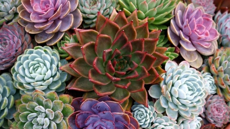 The Simple Trick to Brilliant Succulent Colors 1 The Simple Trick to Brilliant Succulent Colors - succulent ss2377990205