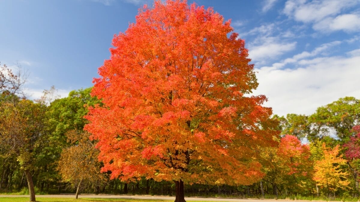 Boost Your Home’s Value by 15% With These 10 Stunning Trees 2 Boost Your Home’s Value by 15% With These 10 Stunning Trees - sugar maple dp613894928