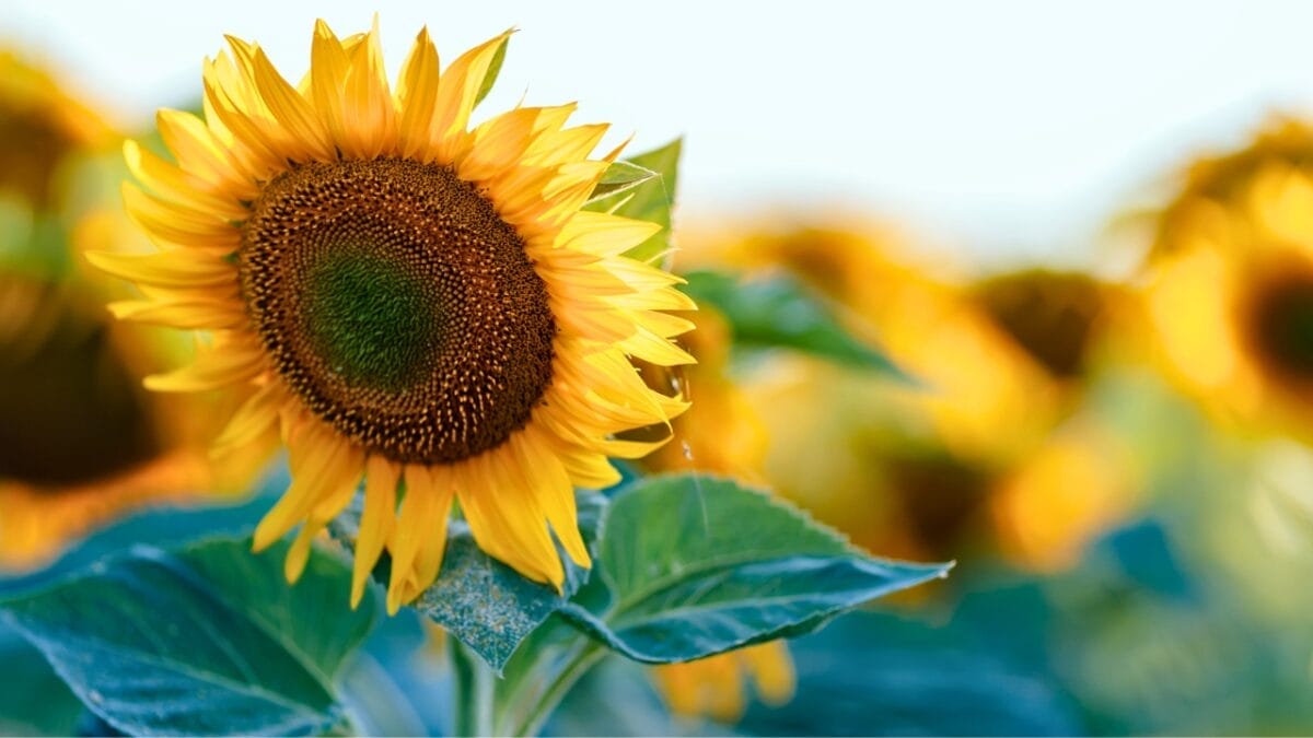 23 Flowering Plants & Herbs That Offer Food for Birds 3 23 Flowering Plants & Herbs That Offer Food for Birds - sunflower field dp116917146