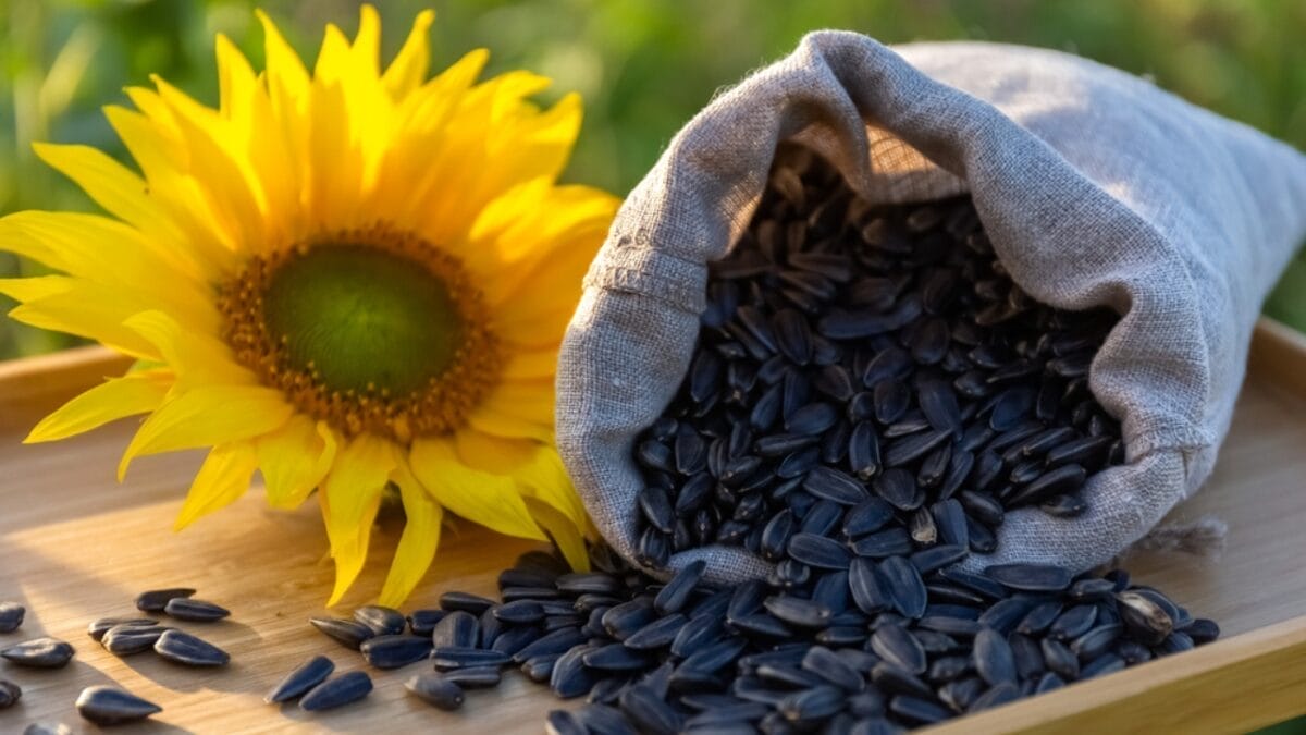 The Right Bird Seed for Attracting Different Bird Species 8 The Right Bird Seed for Attracting Different Bird Species - sunflower seed dp675436050