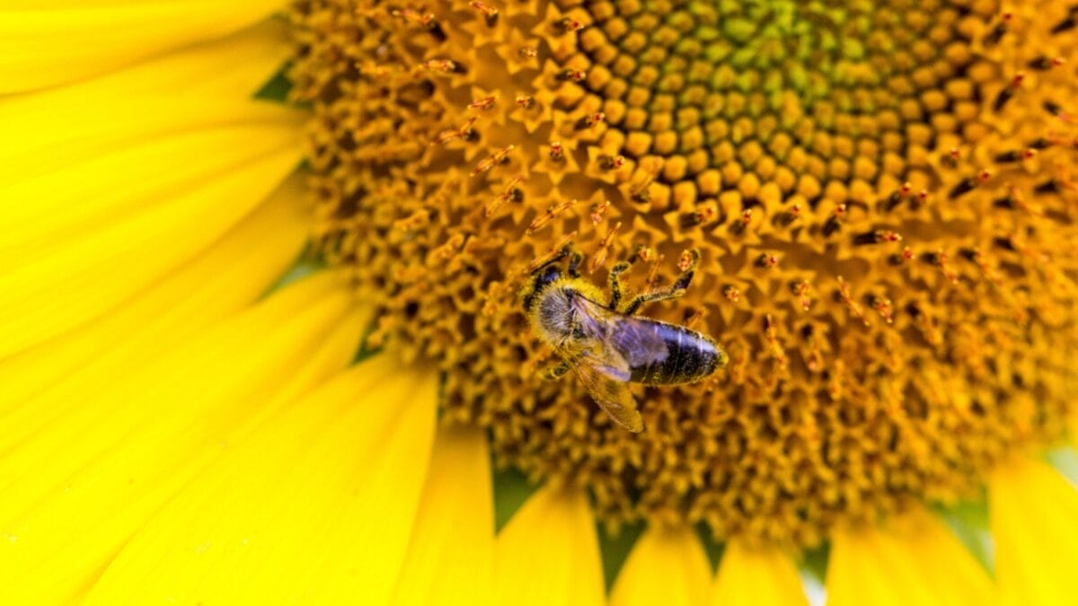 Bee-Friendly Blooms: 12 Flowers That Attract Bees All Season Long 6 Bee-Friendly Blooms: 12 Flowers That Attract Bees All Season Long - sunflower with bee dp507327200