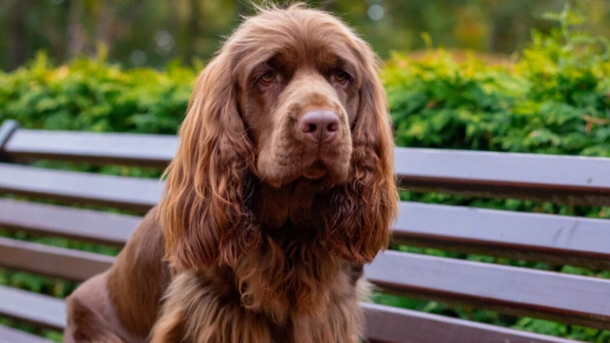10 Characteristics That Set the Rare Sussex Spaniel Apart from Other Breeds - sussex appearance ss1544077775