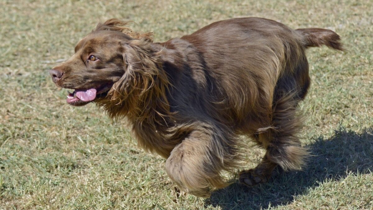 10 Characteristics That Set the Rare Sussex Spaniel Apart from Other Breeds 5 10 Characteristics That Set the Rare Sussex Spaniel Apart from Other Breeds - sussex spaniel agility ss227628481