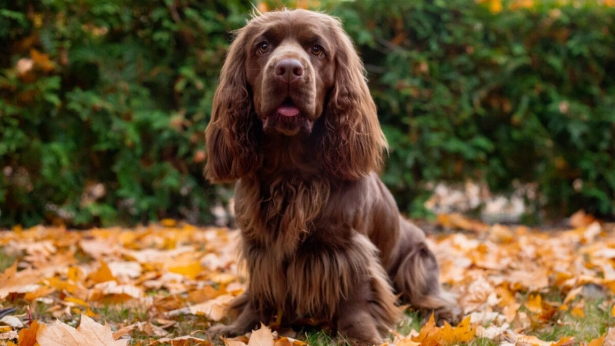 10 Characteristics That Set the Rare Sussex Spaniel Apart from Other Breeds 4 10 Characteristics That Set the Rare Sussex Spaniel Apart from Other Breeds - sussex spaniel calm ss1544077772