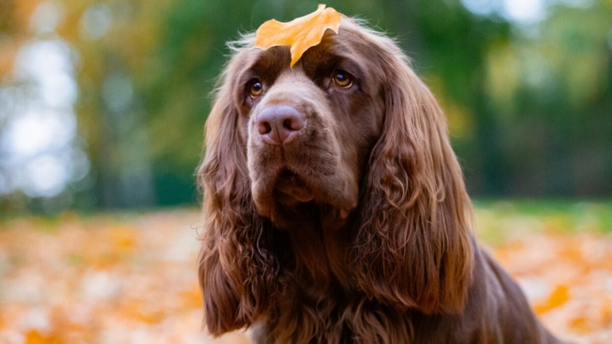 10 Characteristics That Set the Rare Sussex Spaniel Apart from Other Breeds 8 10 Characteristics That Set the Rare Sussex Spaniel Apart from Other Breeds - sussex spaniel eyes ss1544077724