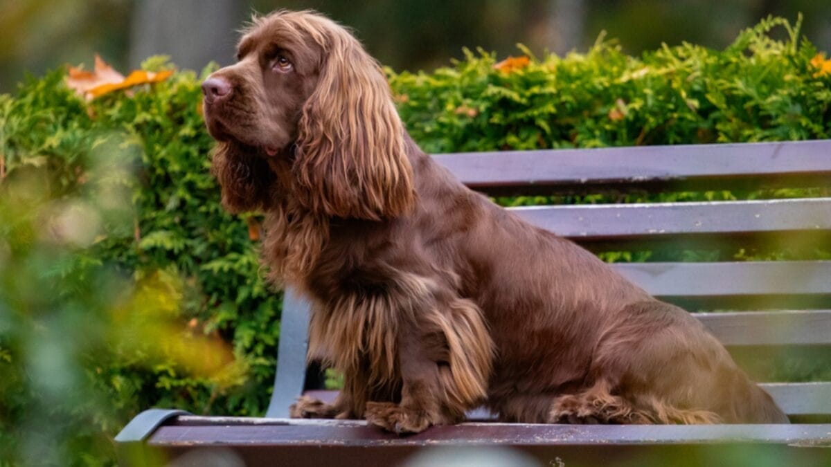 10 Characteristics That Set the Rare Sussex Spaniel Apart from Other Breeds 6 10 Characteristics That Set the Rare Sussex Spaniel Apart from Other Breeds - sussex spaniel lifespan ss1544077769