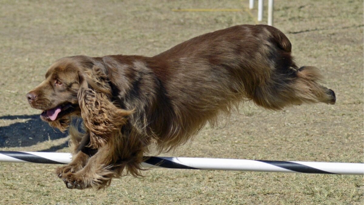 10 Characteristics That Set the Rare Sussex Spaniel Apart from Other Breeds 11 10 Characteristics That Set the Rare Sussex Spaniel Apart from Other Breeds - sussex spaniel playing ss228115588
