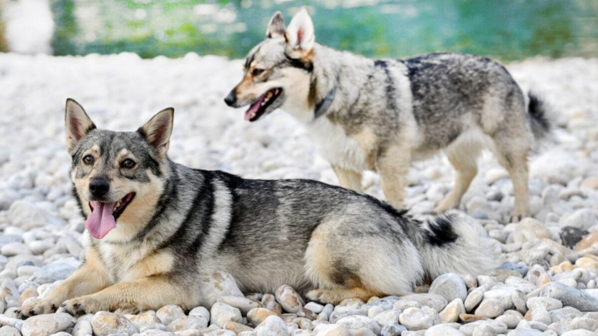 The Watchdog You Never Expected: 10 Swedish Vallhund Traits That Set It Apart 8 The Watchdog You Never Expected: 10 Swedish Vallhund Traits That Set It Apart - swedish vallhund alert ss2323676123
