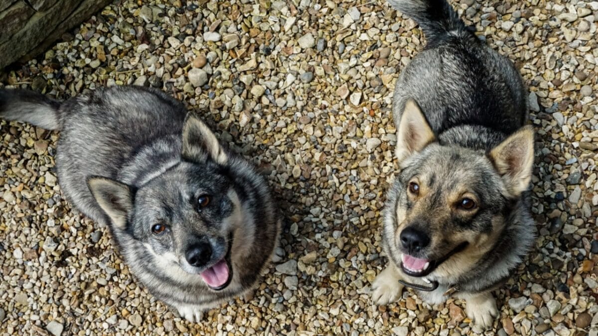 The Watchdog You Never Expected: 10 Swedish Vallhund Traits That Set It Apart 10 The Watchdog You Never Expected: 10 Swedish Vallhund Traits That Set It Apart - swedish vallhund barking ss1726241911