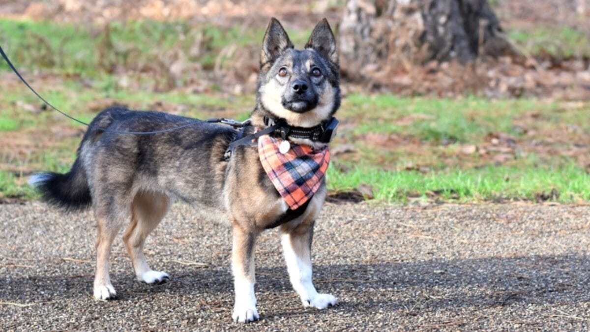 13 Short-Legged Dog Breeds Perfect for All-Day Snuggles 12 13 Short-Legged Dog Breeds Perfect for All-Day Snuggles - swedish vallhund friendly ss2315149779