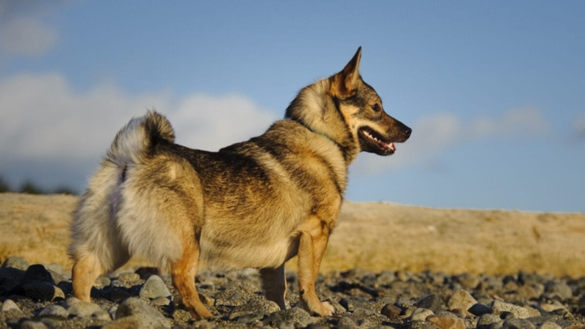 The Watchdog You Never Expected: 10 Swedish Vallhund Traits That Set It Apart 7 The Watchdog You Never Expected: 10 Swedish Vallhund Traits That Set It Apart - swedish vallhund ss357198935