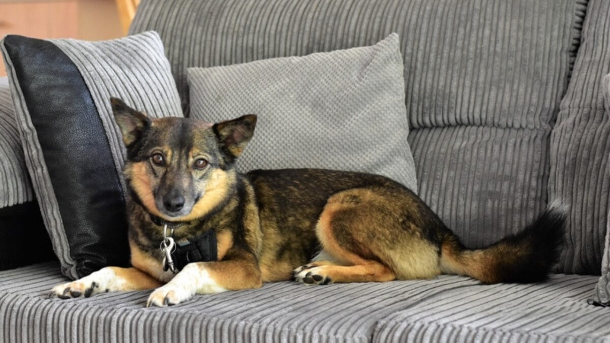 The Watchdog You Never Expected: 10 Swedish Vallhund Traits That Set It Apart - swedish vallhund territorial ss2302780789