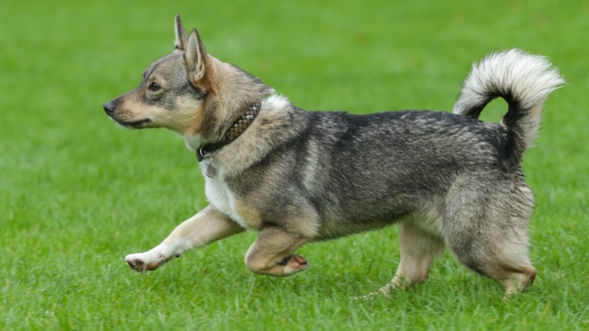 The Watchdog You Never Expected: 10 Swedish Vallhund Traits That Set It Apart 4 The Watchdog You Never Expected: 10 Swedish Vallhund Traits That Set It Apart - swedish vallhund training ss1214806060