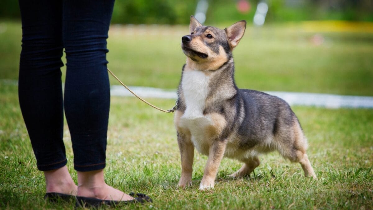 The Watchdog You Never Expected: 10 Swedish Vallhund Traits That Set It Apart 6 The Watchdog You Never Expected: 10 Swedish Vallhund Traits That Set It Apart - swedish vallhund walking ss716941828