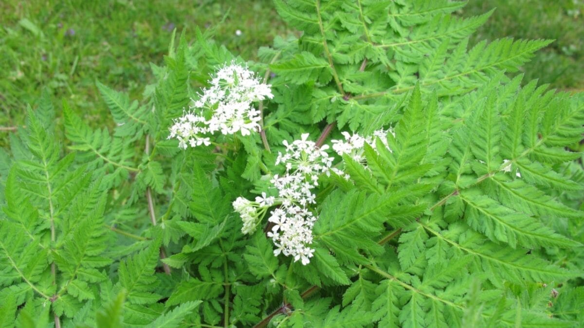 35 Shade-Loving Herbs Perfect for Your Garden 15 35 Shade-Loving Herbs Perfect for Your Garden - sweet cicely dp46654639