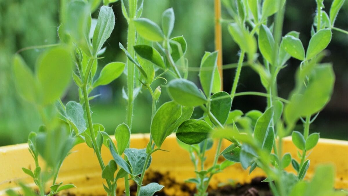 EWG’s 2024 Fruit & Veggie Dirty Dozen (Highest in Pesticides) & Clean 15 Lists - sweet pea ss1751351636