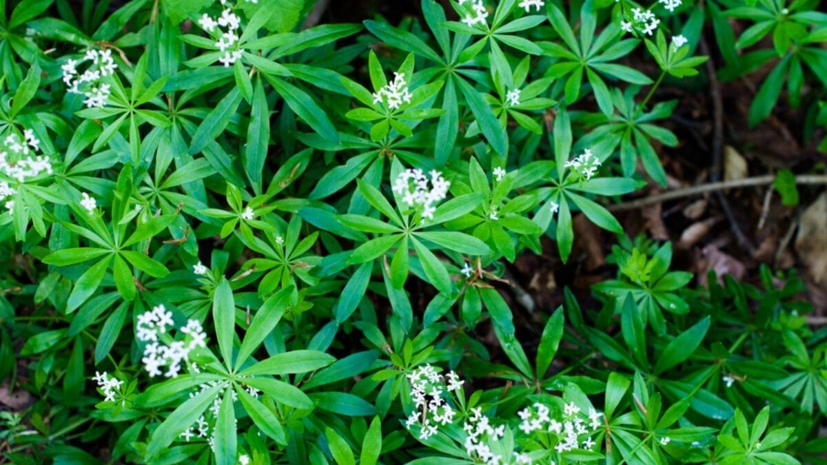 15 Weed-Busting & Drought-Proof Plants That Pull Double Duty 12 15 Weed-Busting & Drought-Proof Plants That Pull Double Duty - sweet woodruff dp10674259