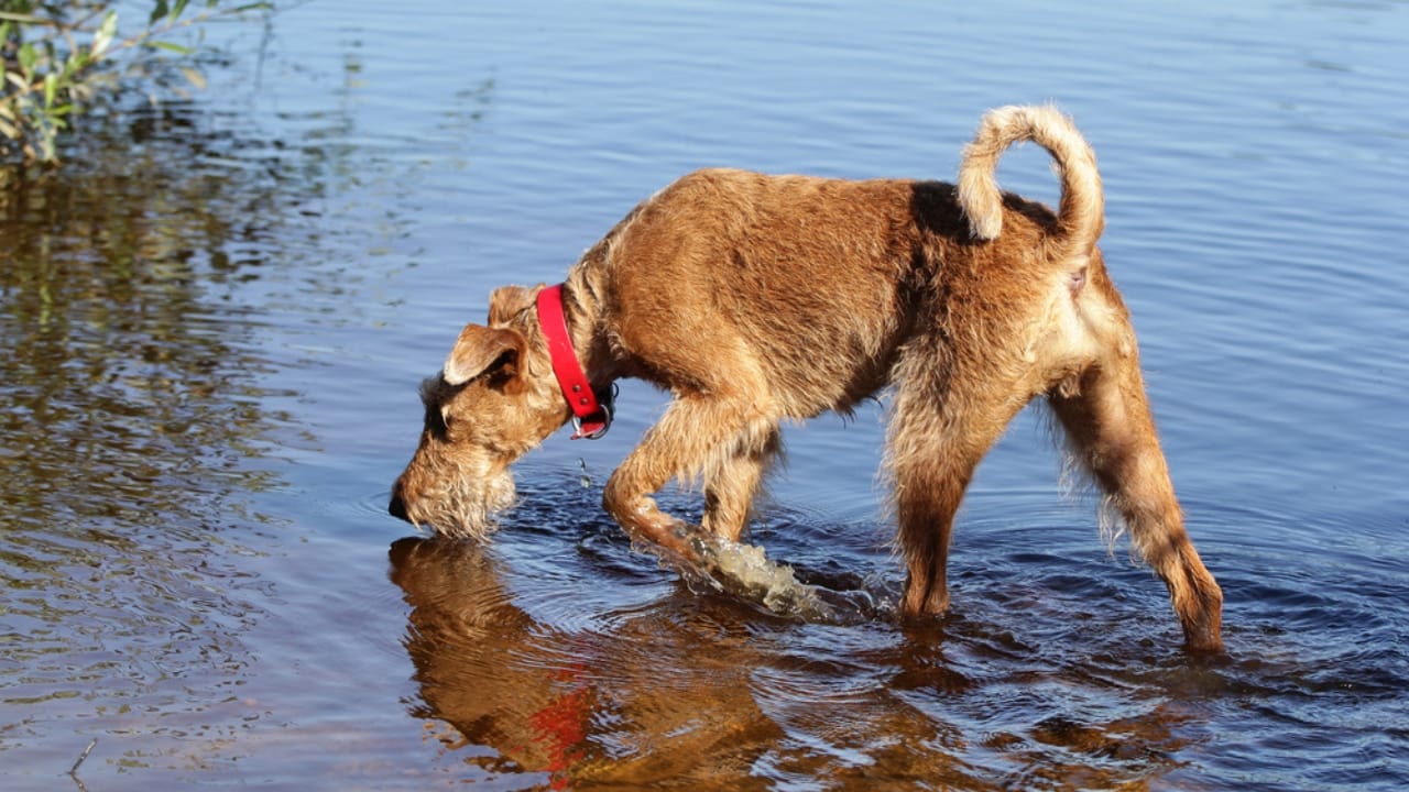 10 Irish Terrier Facts That Will Make You Fall in Love with Them 6 10 Irish Terrier Facts That Will Make You Fall in Love with Them - swimmer irish terrier ss704971978