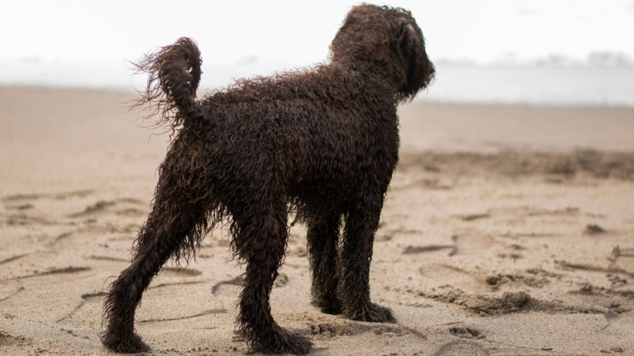 10 Reasons the Irish Water Spaniel is a Hidden Gem Among Dog Breeds 5 10 Reasons the Irish Water Spaniel is a Hidden Gem Among Dog Breeds - tail of irish water spaniel ss1995841499