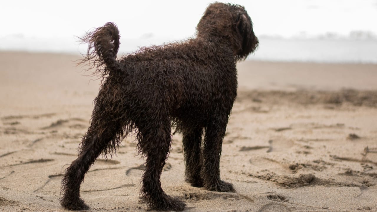 10 Reasons the Irish Water Spaniel is a Hidden Gem Among Dog Breeds - tail of irish water spaniel ss1995841499