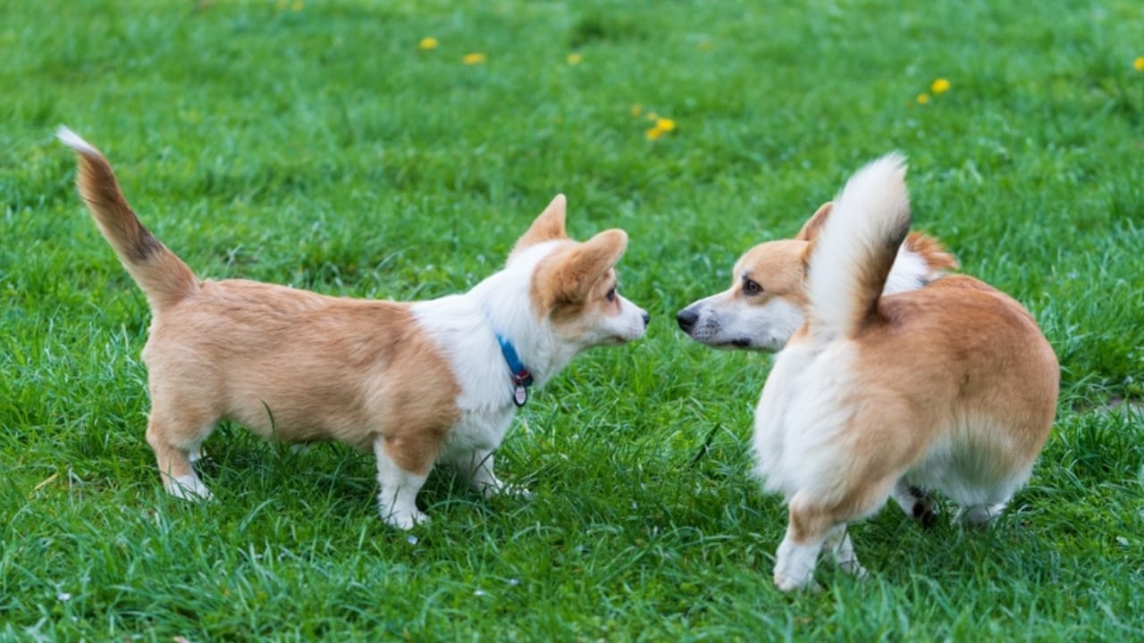 10 Reasons Pembroke Welsh Corgis Will Steal Your Heart - tail of pembroke welsh corgi ss2523607829