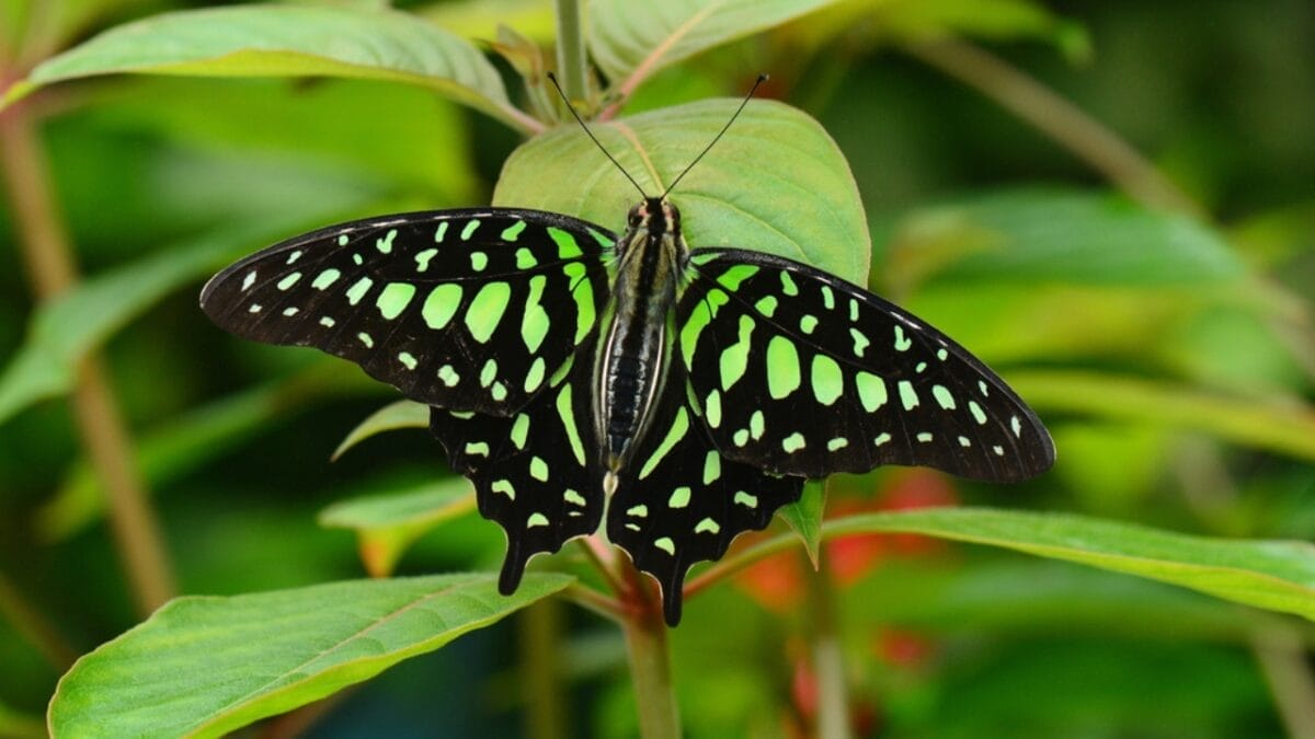 23 Dazzling Photos of the Most Colorful Butterflies on Earth 22 23 Dazzling Photos of the Most Colorful Butterflies on Earth - tailed jay butterfly dp92485856