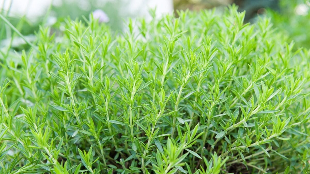 Solve Your Weed Woes with 12 Perennial Herbs That Naturally Suppress Unwanted Growth 12 Solve Your Weed Woes with 12 Perennial Herbs That Naturally Suppress Unwanted Growth - tarragon dp80680952