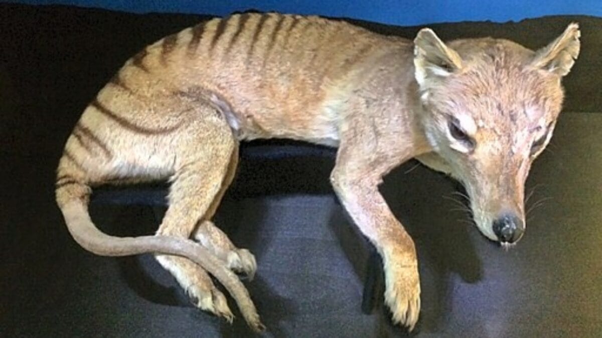 The Lazarus Effect: Could These 15 Extinct Creatures Walk the Earth Again? 3 The Lazarus Effect: Could These 15 Extinct Creatures Walk the Earth Again? - tasmanian tiger wc