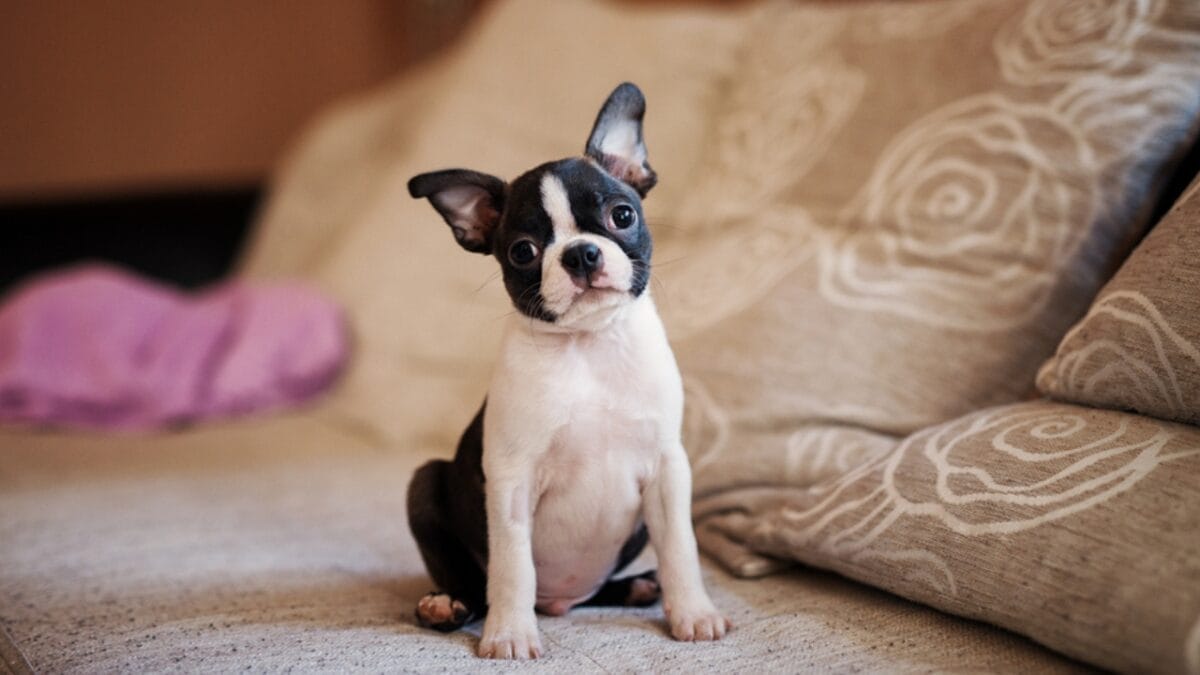 10 Things to Do Before Bringing Your Rescue Dog into Your Home - teacup boston terrier ss742521316