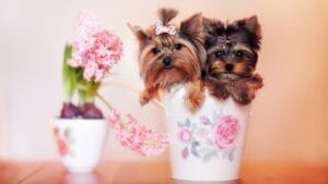10 Adorable Teacup Dog Breeds 1 10 Adorable Teacup Dog Breeds - teacup dogs ss375690403