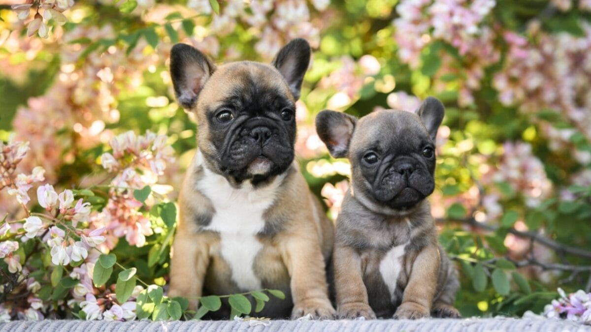 10 Adorable Teacup Dog Breeds 9 10 Adorable Teacup Dog Breeds - teacup french bulldog ss2313610613