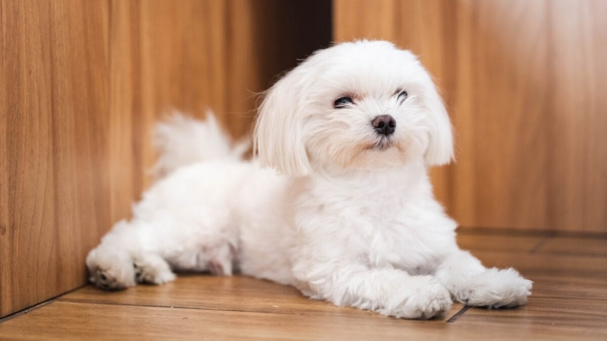 15 Dog Breeds Known for Their Fluffy, Cuddly Puppies - teacup maltese ss2169489349