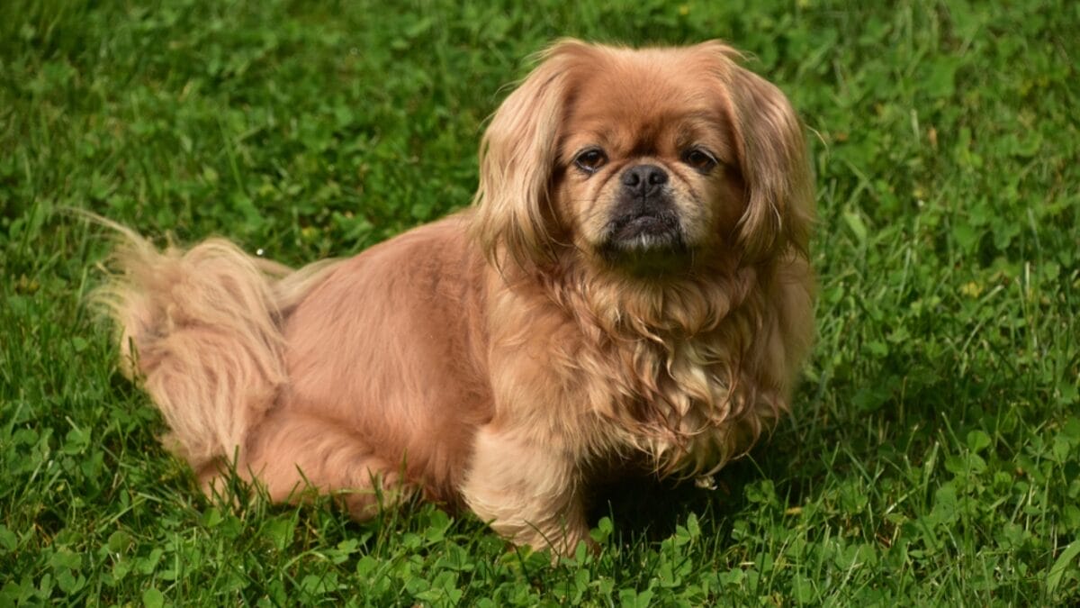 10 Reasons the Pekingese Deserves Its Royal Reputation - teacup pekingese ss2023145177