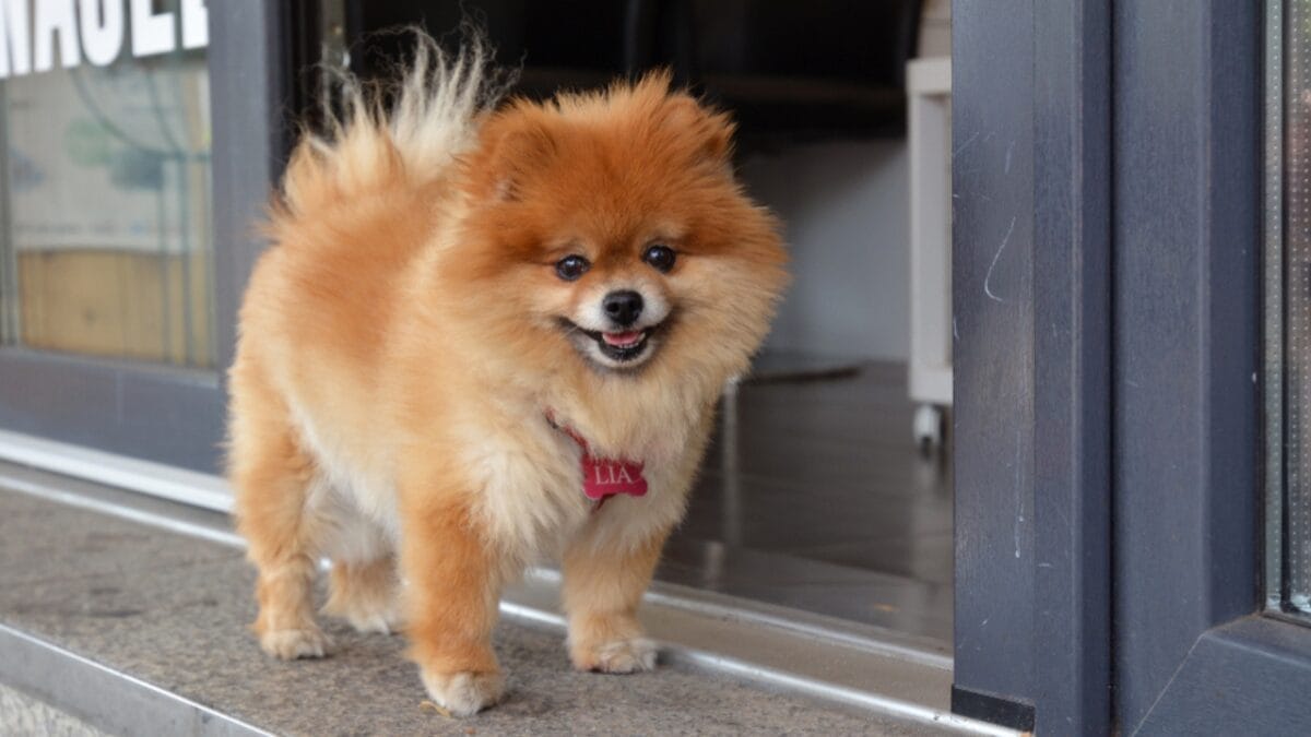 10 Adorable Teacup Dog Breeds 3 10 Adorable Teacup Dog Breeds - teacup pomeranian ss1473319043