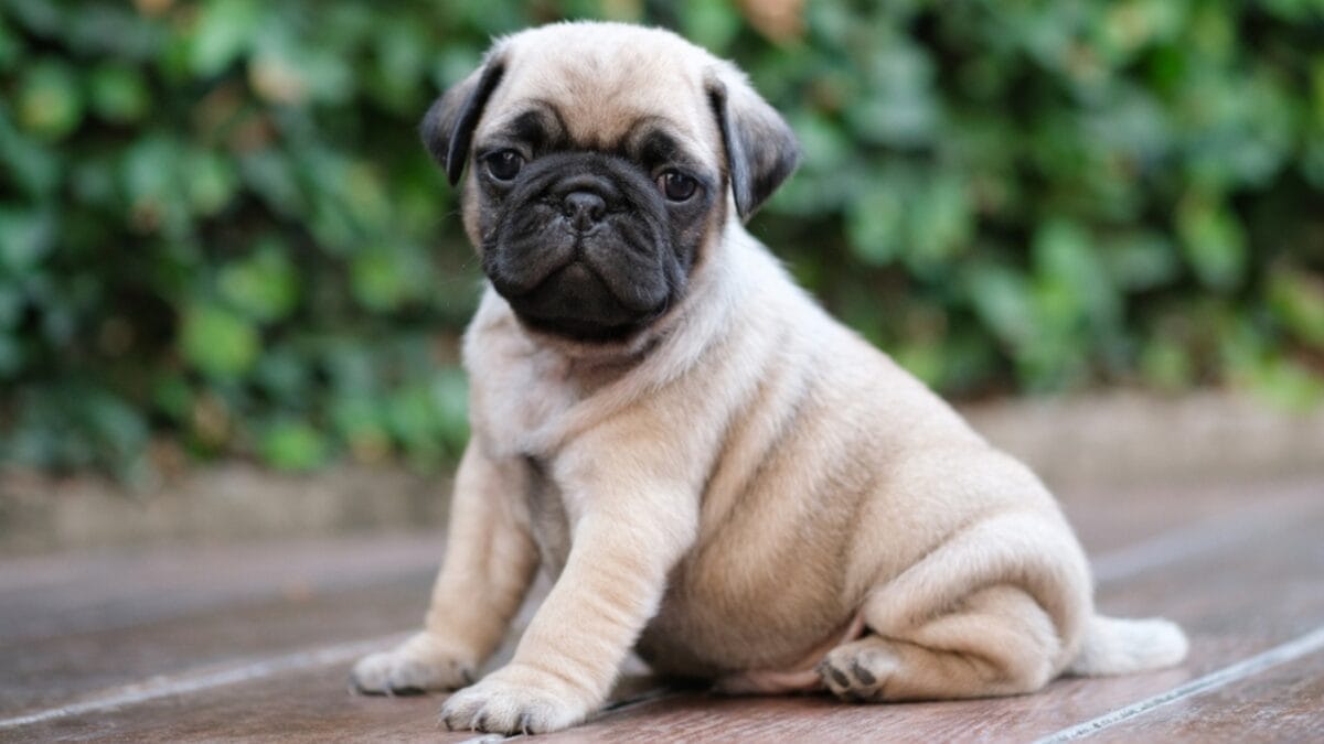 23 Dogs That Thrive on Love and Attention 13 23 Dogs That Thrive on Love and Attention - teacup pug ss794713168