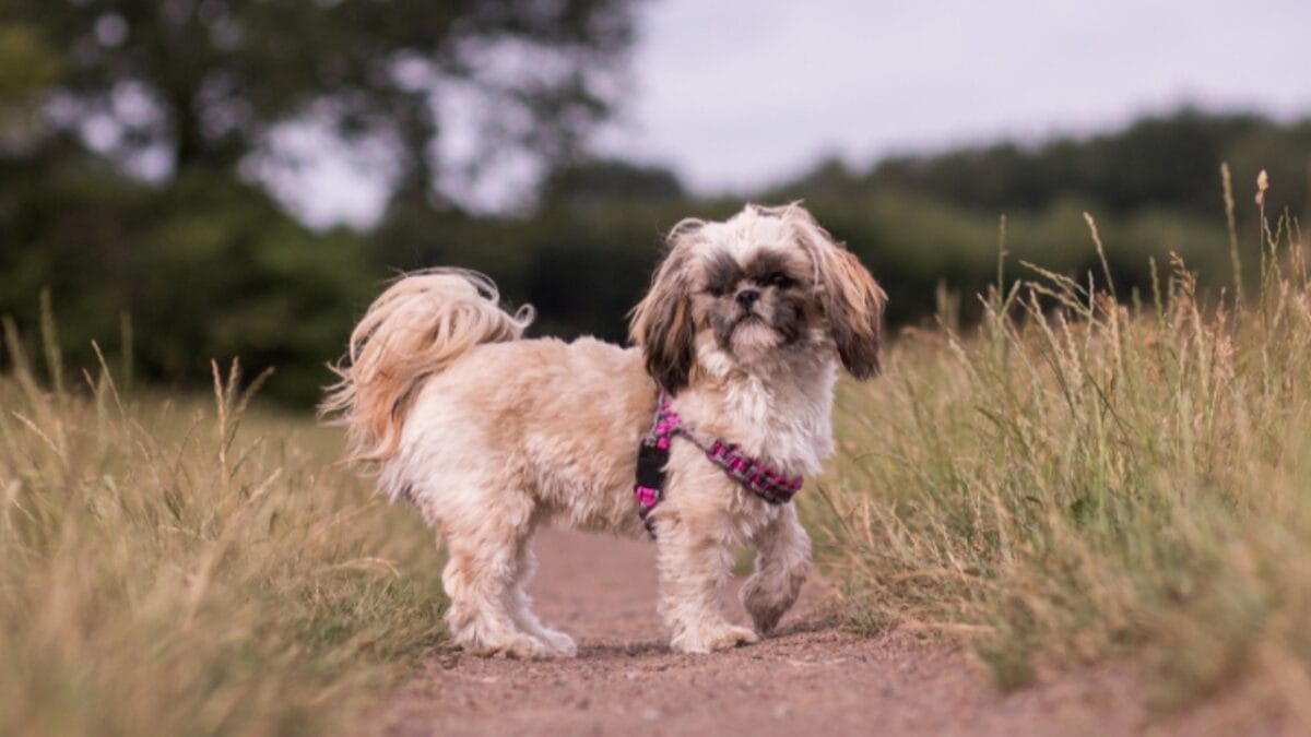 13 Short-Legged Dog Breeds Perfect for All-Day Snuggles 9 13 Short-Legged Dog Breeds Perfect for All-Day Snuggles - teacup shih tzu ss1620319390