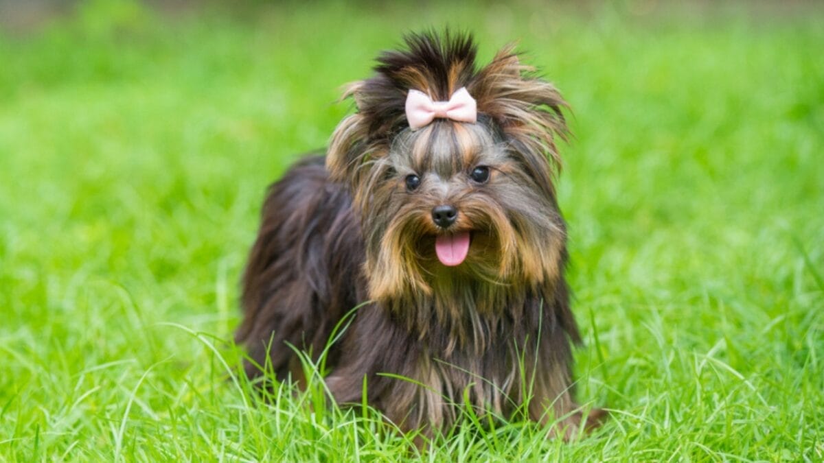 10 Adorable Teacup Dog Breeds 4 10 Adorable Teacup Dog Breeds - teacup yorkshire ss1445232938