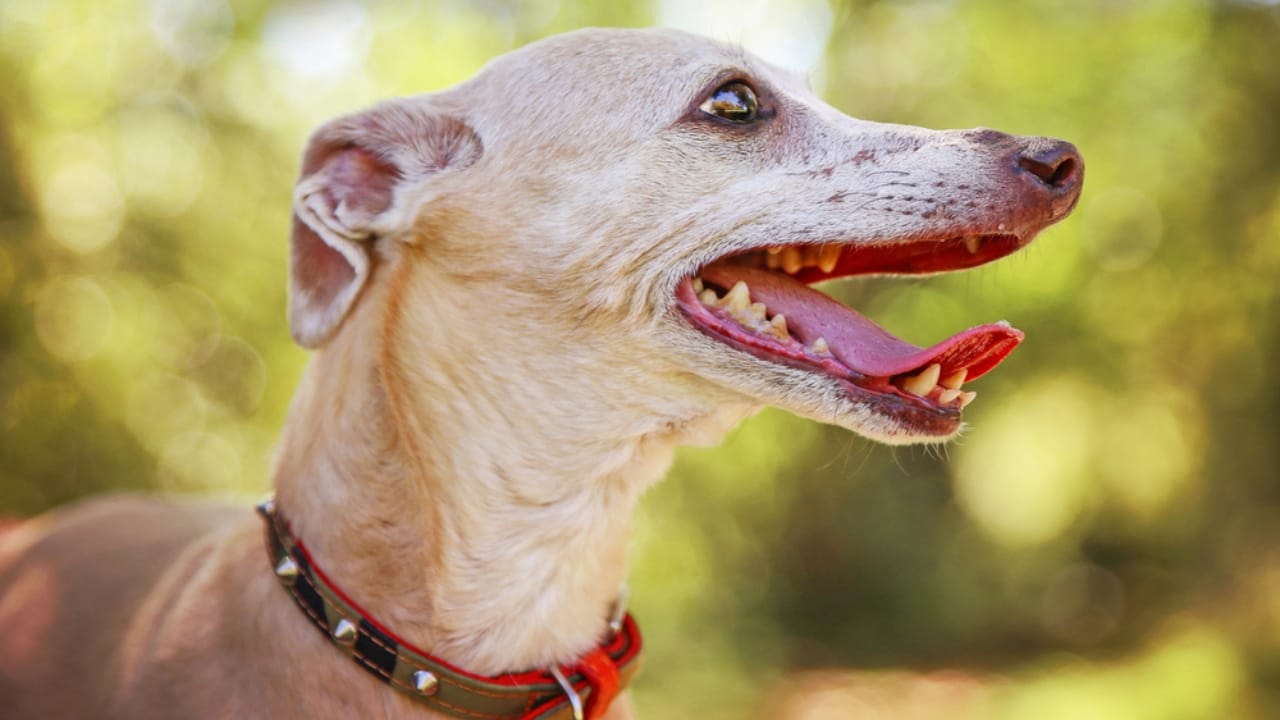 10 Remarkable Traits That Make Italian Greyhounds More Than Just Elegant Pets 5 10 Remarkable Traits That Make Italian Greyhounds More Than Just Elegant Pets - teeth italian greyhound ss317059346