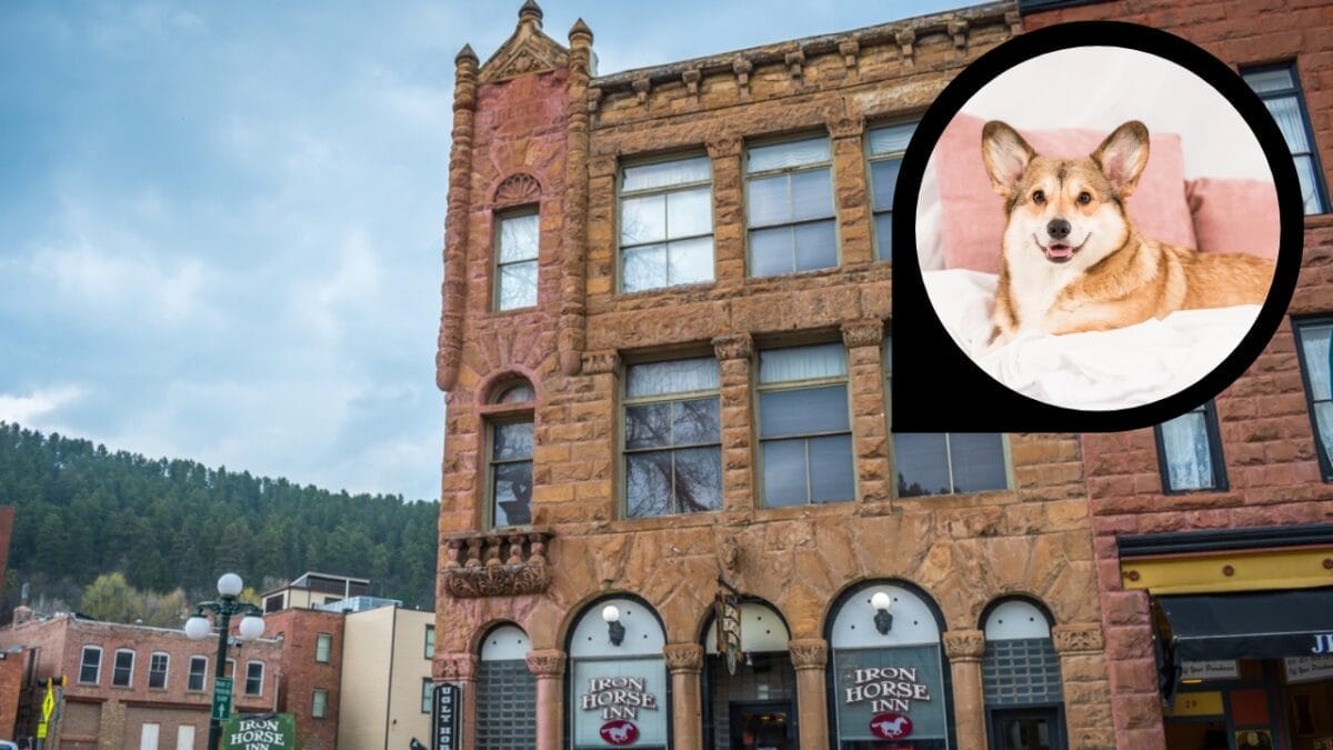 15 Hotels in the U.S. Redefining Pet-Friendly Stays 8 15 Hotels in the U.S. Redefining Pet-Friendly Stays - the iron horse hotel ss1736814515 dp231851548