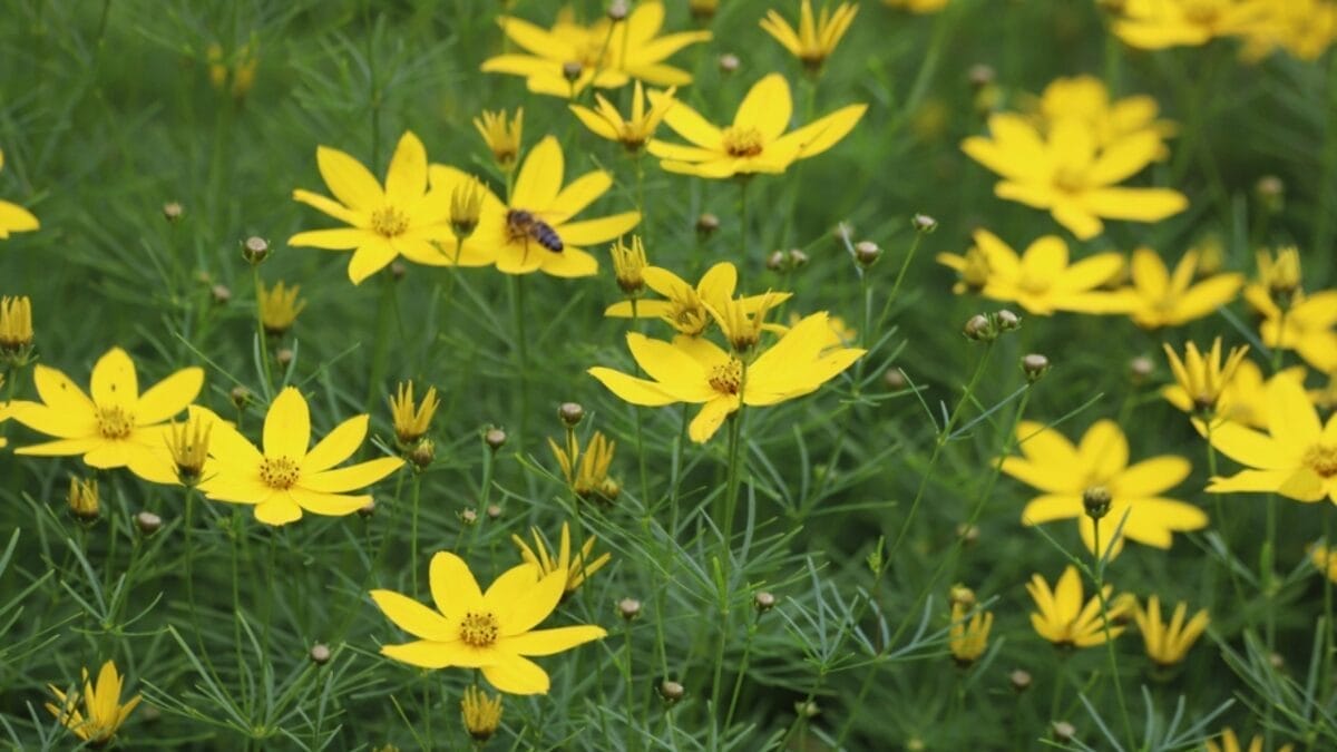 16 Native Plants That Beat the Heat & Drought 14 16 Native Plants That Beat the Heat & Drought - thread leaf coreopsis ss2327760507