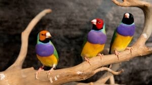 The Most Colorful & Beautiful Types of Finches 1 The Most Colorful & Beautiful Types of Finches - three gouldian finch bird ss1271866855