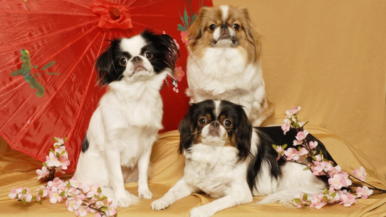 10 Unique Traits That Make the Japanese Chin Irresistible - three japanese chin dog ss93111790