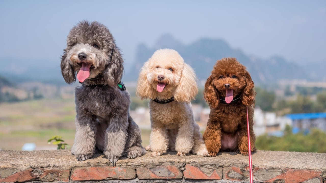 Before You Get a Poodle: 10 Facts Every Owner Should Know - three poodle ss584826871