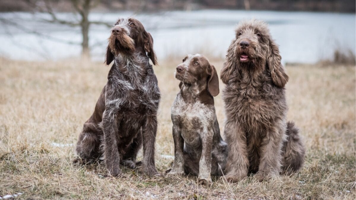 Spinone Italiano Owners Share 10 Underrated Benefits of the Breed 11 Spinone Italiano Owners Share 10 Underrated Benefits of the Breed - three spinone italiano dog sitting ss1659731002