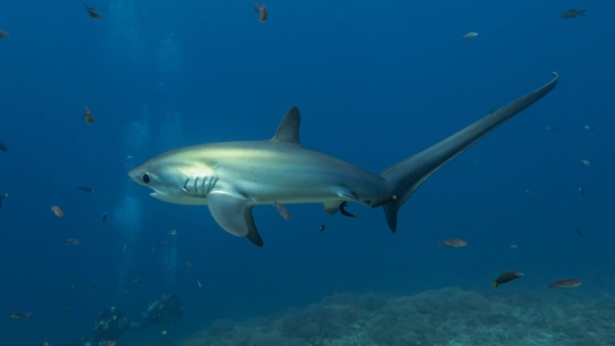 15 Shark Facts That Prove There's More to These Predators Than Meets the Eye 9 15 Shark Facts That Prove There's More to These Predators Than Meets the Eye - thresher shark dp651294930