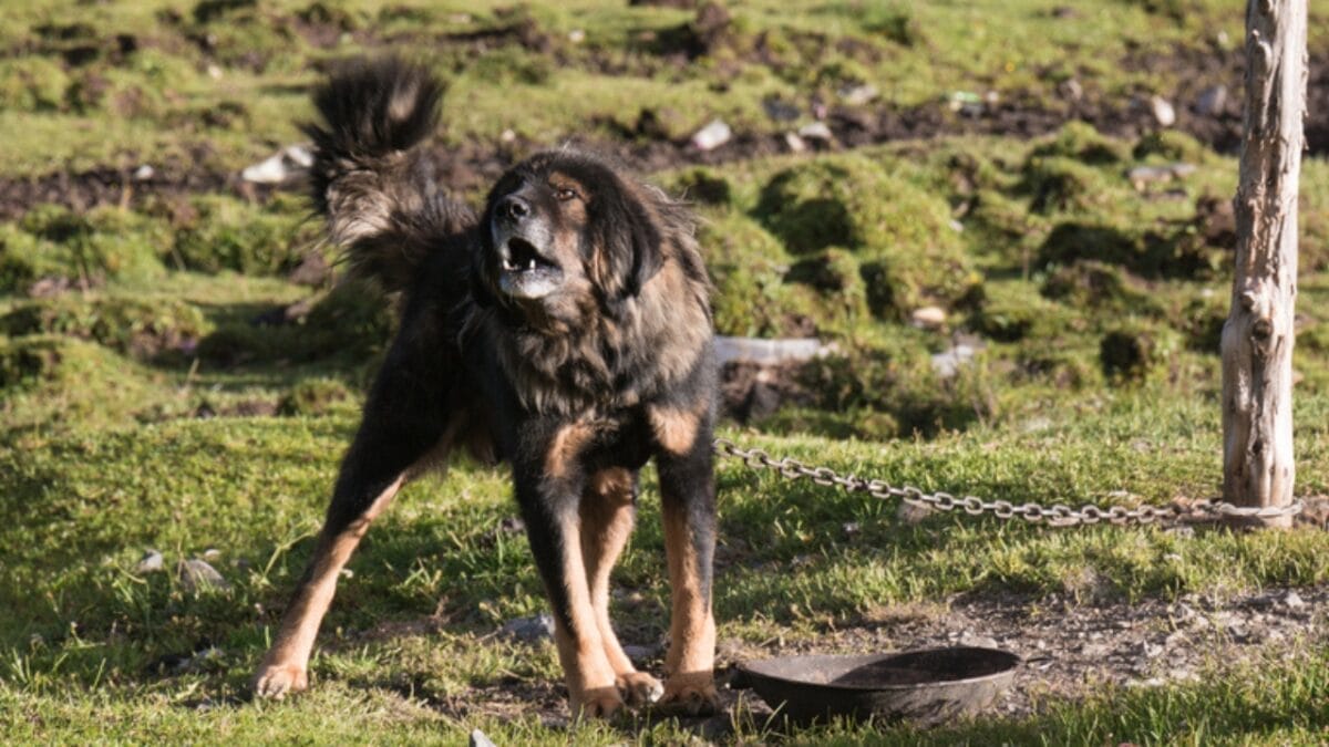 15 Common Reasons Dogs Bark & How to Address Each One 2 15 Common Reasons Dogs Bark & How to Address Each One - tibetan mastiff bark ss626034470