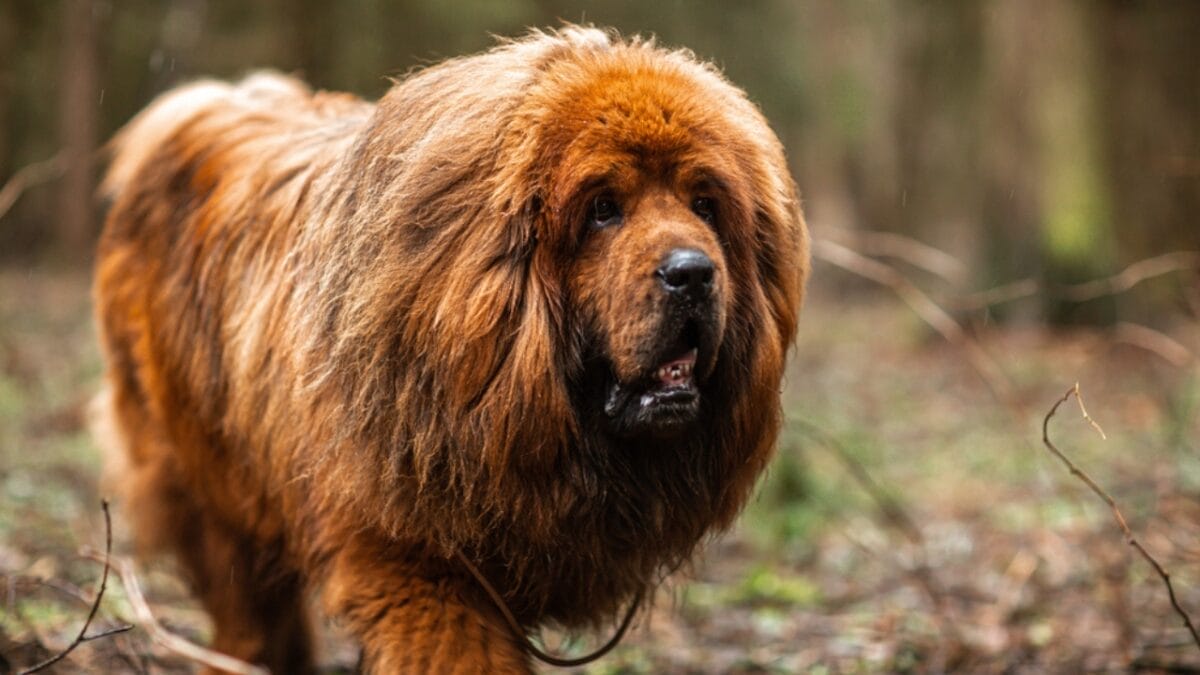 10 Dog Breeds That Look Like Creatures from Folklore - tibetan mastiff breed ss1714338352